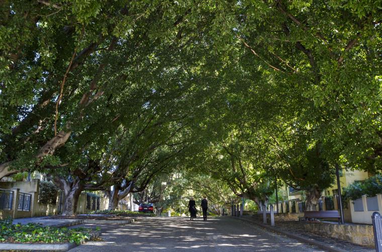 Two people walk underneath a tree canopy on a street