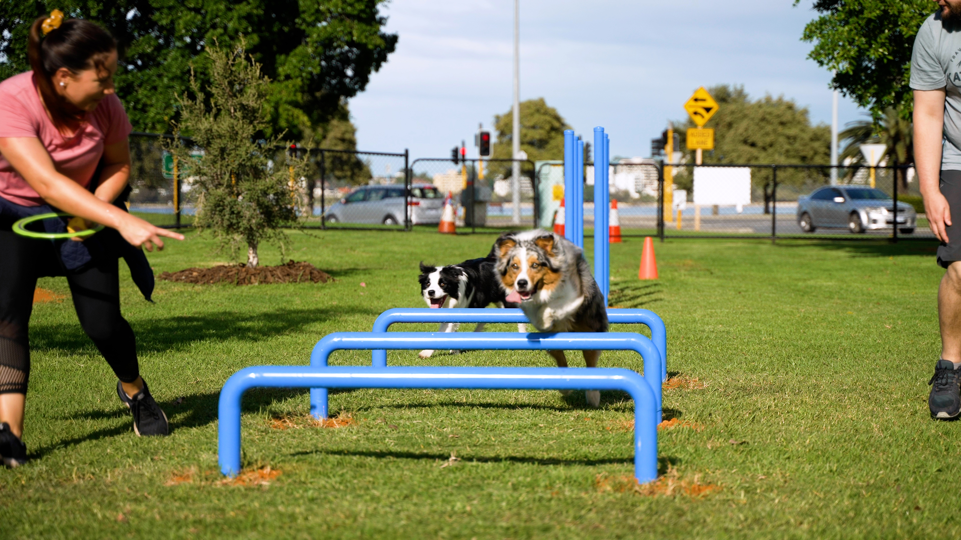 Dog Agility Park action shot