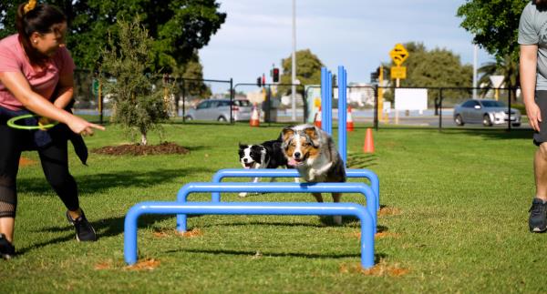Dog Agility Park action shot
