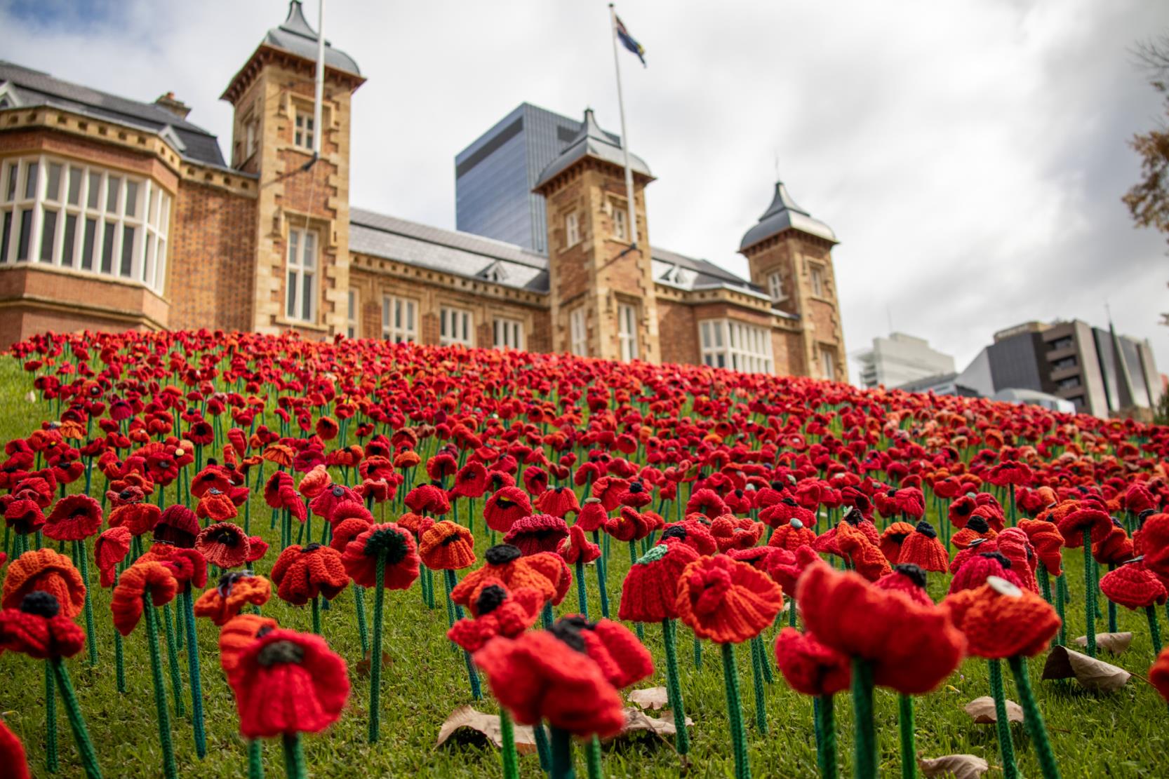 poppies on Government House lawns
