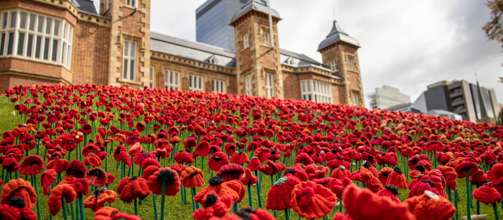 Poppies at Government House