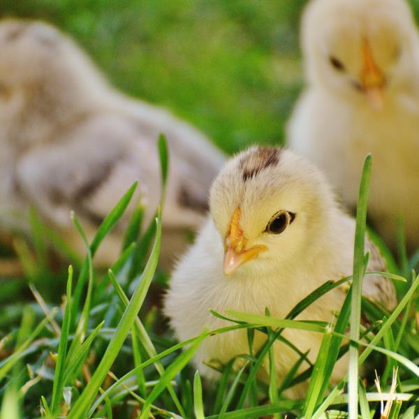3 chicks on green grass