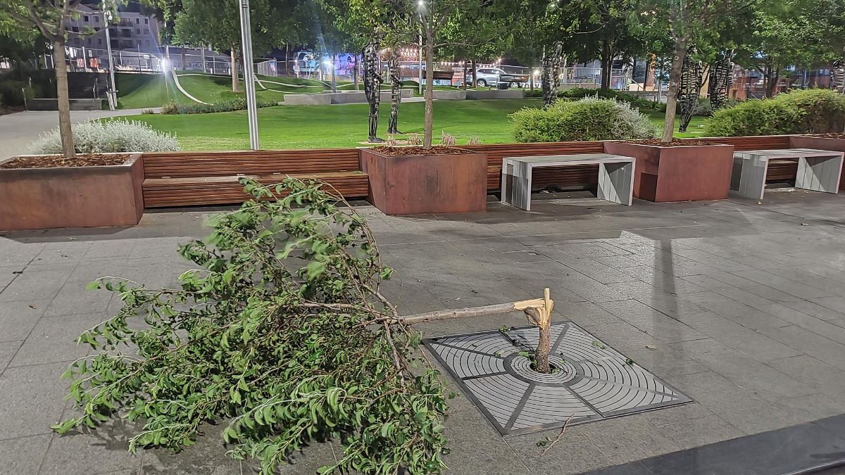Street tree that has been broken by a vandal