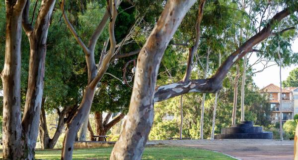 Picture of Mardalup Park footpath with trees and monument in background