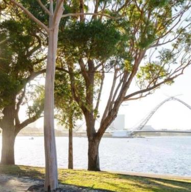 Mardalup park trees with matagarup bridge in the background 