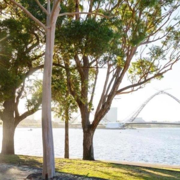 Mardalup park trees with matagarup bridge in the background 