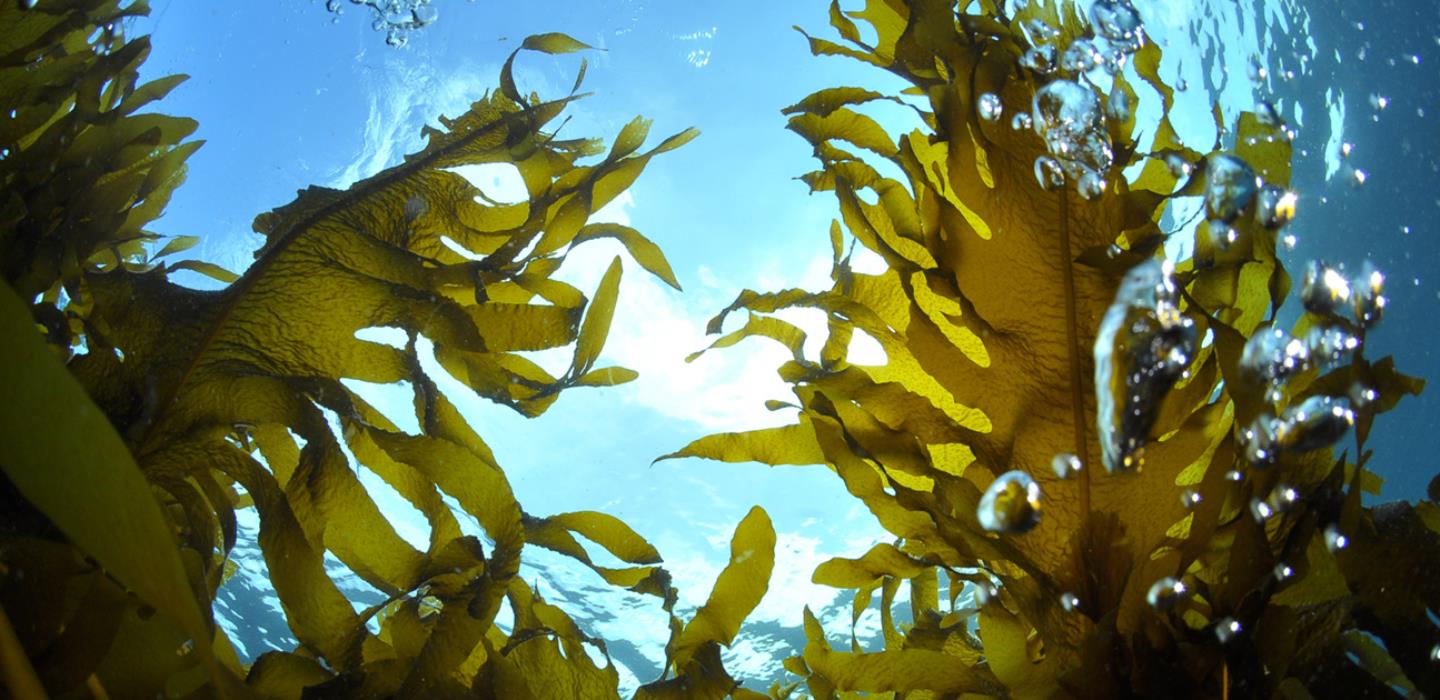 Kelp in ocean