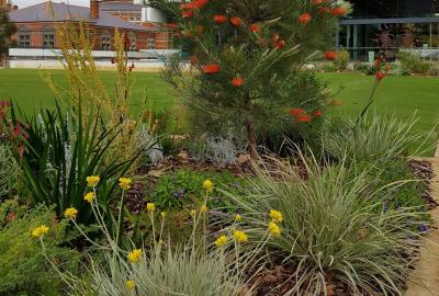 Native garden at Council House in Perth