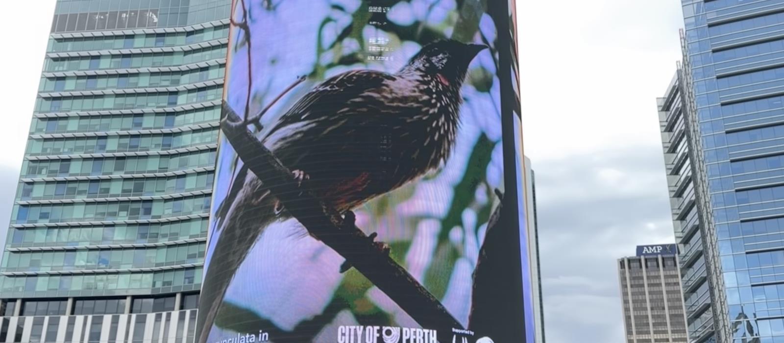 Photo of a native bird on the Yagan Square digital tower