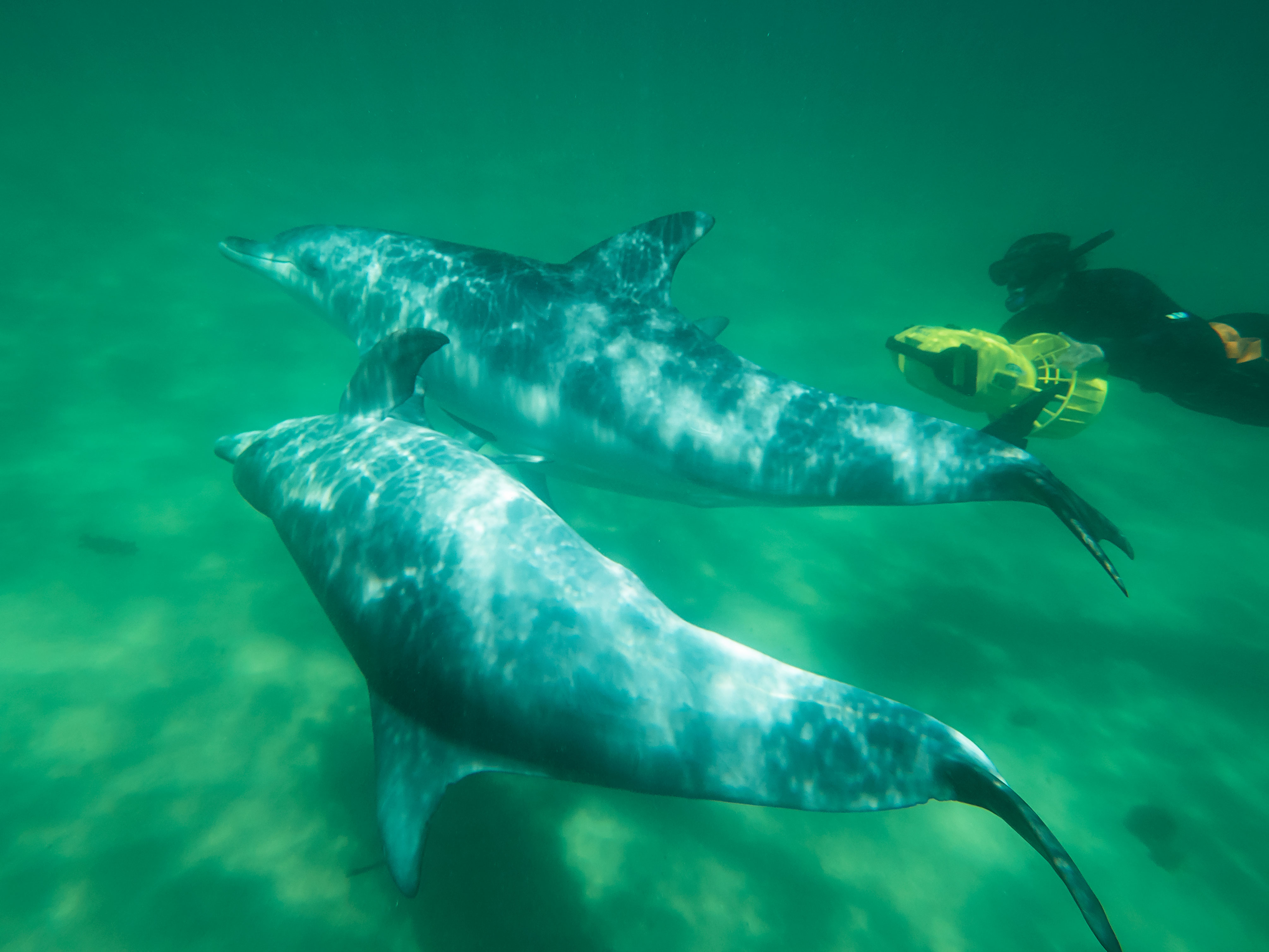 Dolphins In Rockingham