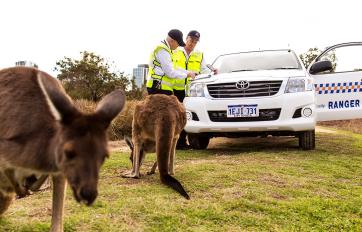 Two kangaroos next to two police officers