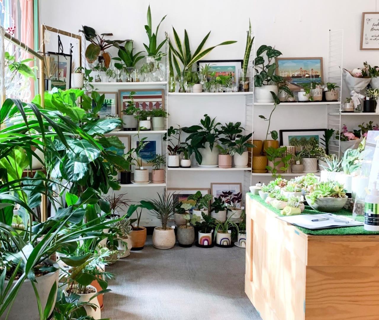 plants and homewares at King St Collective
