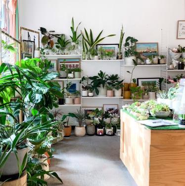 plants and homewares at King St Collective
