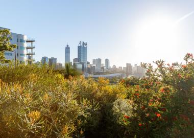 Kings Park with plants