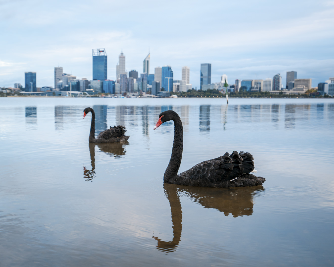 Swans from South Perth